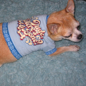 2 Small Dog Shirts - Cute is being swapped online for free