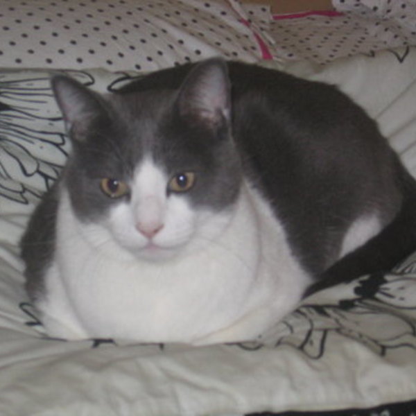 You Pick! is being swapped online for free