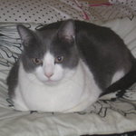 You Pick! is being swapped online for free