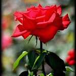 Single Rose - 8X10 - my photography is being swapped online for free