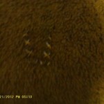 Silver-Colored Swirly Dangle Earrings is being swapped online for free