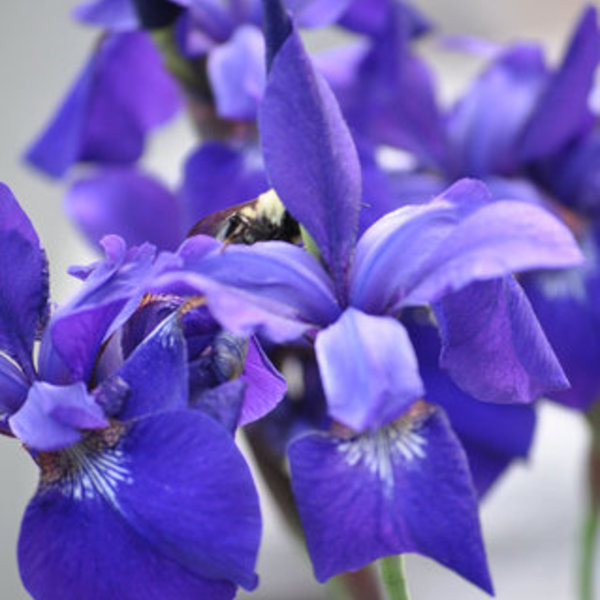 Beautiful Flower w/ Bee 8X10 Portrait- My photography is being swapped online for free