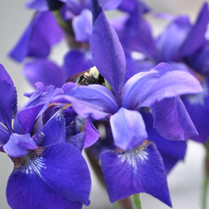 Beautiful Flower w/ Bee 8X10 Portrait- My photography is being swapped online for free