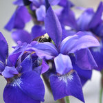 Beautiful Flower w/ Bee 8X10 Portrait- My photography is being swapped online for free