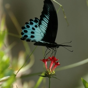 Would you like to trade? is being swapped online for free