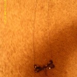 New Dragonfly Necklace is being swapped online for free