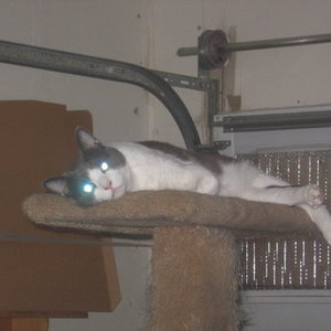 You Pick! is being swapped online for free