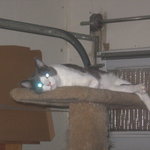 You Pick! is being swapped online for free