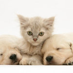 You Pick:) is being swapped online for free