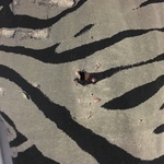 Distress oversized zebra/skull top is being swapped online for free