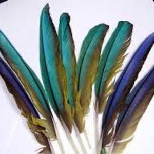 Natural cruelty free bird feathers is being swapped online for free