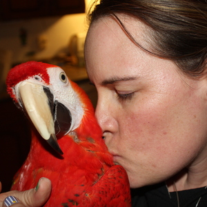 Natural cruelty free bird feathers is being swapped online for free