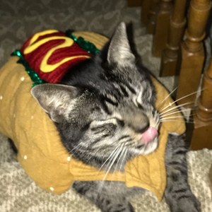 Adorable Hot-Dog Costume for a Small dog or cat (12 pounds and under) is being swapped online for free