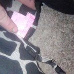 Xl duo is being swapped online for free