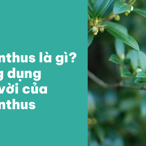 Osmanthus là gì? 7 công dụng tuyệt vời của Osmanthus is being swapped online for free
