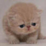 julie L is swapping clothes online from cleveland, ohio