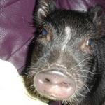 Amanda G is swapping clothes online from SAVANNAH, GEORGIA