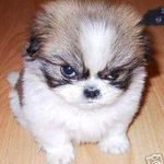 kooky1pizza is swapping clothes online from 