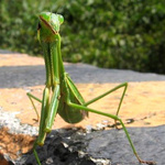 Cassandra  is swapping clothes online from Madisonville, Kentucky