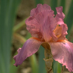 amyjes is swapping clothes online from 