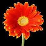 jess  is swapping clothes online from Seymour, Tennessee