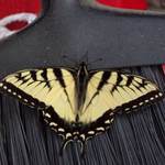 Mary P is swapping clothes online from Boone, NC