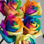 Emily W is swapping clothes online from Blacksburg, VA