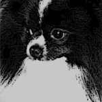 tazzcat is swapping clothes online from 