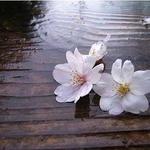 Cherrie  is swapping clothes online from California