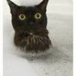 tallady72 is swapping clothes online from 