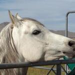 rexsandy is swapping clothes online from 