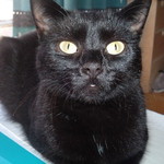 paganrose is swapping clothes online from 