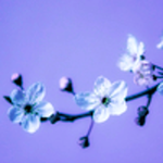 catmz is swapping clothes online from 