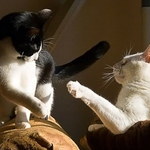 Pat T is swapping clothes online from Sumas, WA