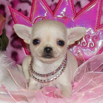 watermelly is swapping clothes online from 