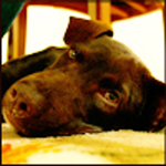 ladylivewire is swapping clothes online from 