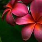 lemonypanda is swapping clothes online from 