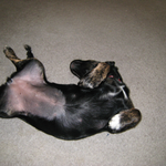 pingram is swapping clothes online from 