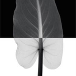 Anna O is swapping clothes online from Nipomo, CA