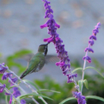 Carisa A is swapping clothes online from Yountville, CA