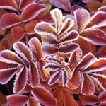 Lynnette S is swapping clothes online from tx