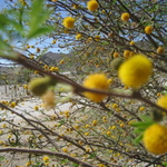 Clara K is swapping clothes online from Los Angeles, CA