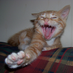 iheartspain is swapping clothes online from 