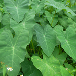 Laura  is swapping clothes online from Orlando, FL