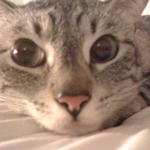 cmcdynamite is swapping clothes online from 