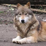 Shawn F is swapping clothes online from Goodyear, AZ