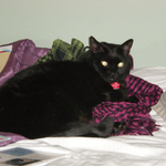 Reema is swapping clothes online from Orange County, California