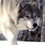 melo is swapping clothes online from 