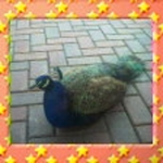 dorable7 is swapping clothes online from 