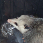 edalynne is swapping clothes online from 